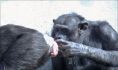 メスのおしりをいじるオスのチンパンジー